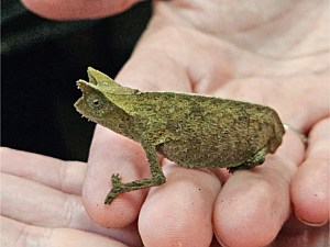 Chocolate Leaf Chameleon